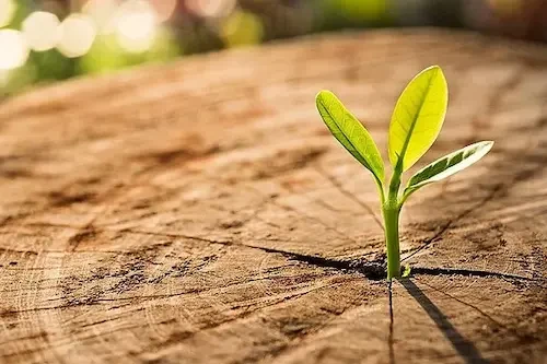 Sürdürülebilir ve Kaynak Tasarrufu Sağlayan Ürünler