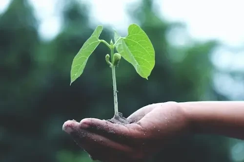 Sürdürülebilir Paketleme Nedir?